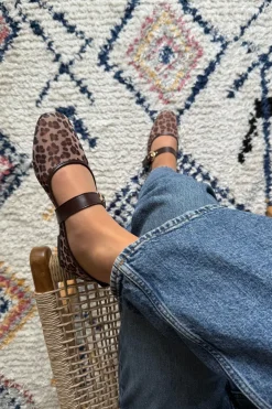 Primula Ballerina*Bloom Outlet